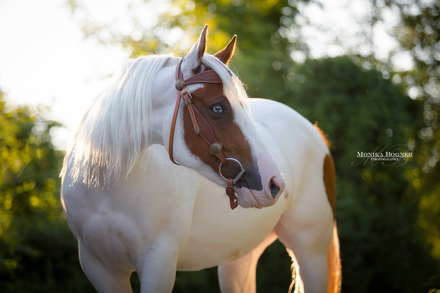 The pretty PH mare Betty